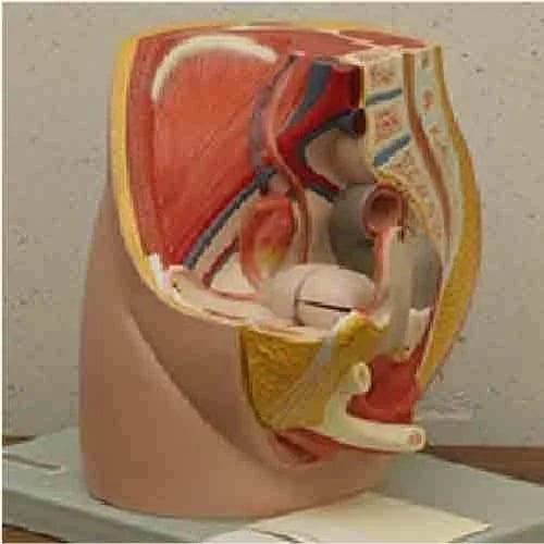 Plastic Half Pelvis Model For Medical College