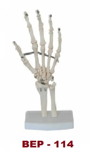 PVC Hand Bone Joint Model For Medical Institute