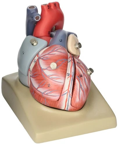 PVC Human Heart Model For Medical College