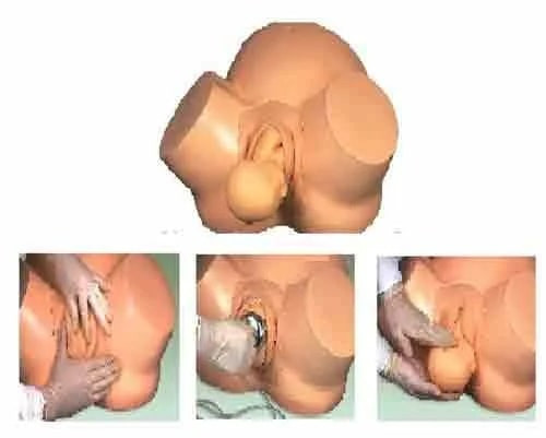 Polypropylene Leopold Maneuver Model For Medical College