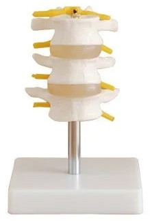 PVC Lumbar Bone Joint Model For Medical Institute, Nursing Institute