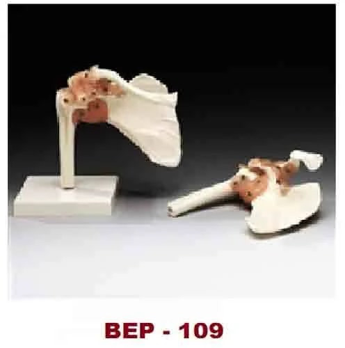 PVC Shoulder Bone Joint Model For Medical Institute