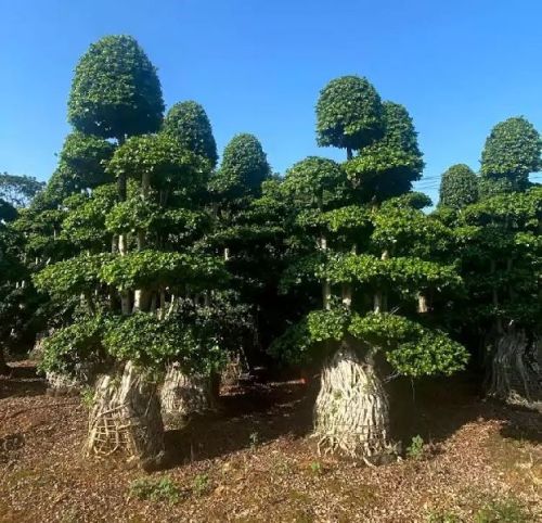 Ficus/Topiary Plants