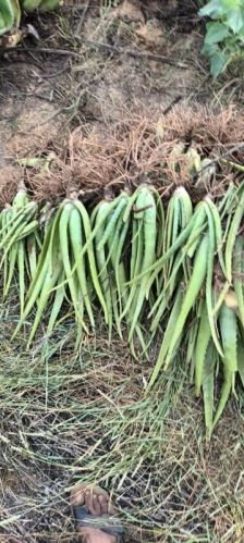 Aloe Vera Plants, Color : Green