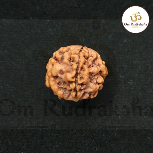 1 Mukhi Round Rudraksha Beads, Weight (Gram) : 3 Gm