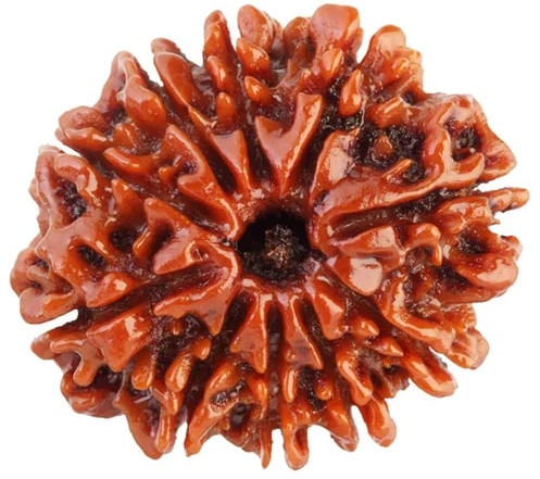 10 Mukhi Round Rudraksha Beads, Weight (Gram) : 3 Gm