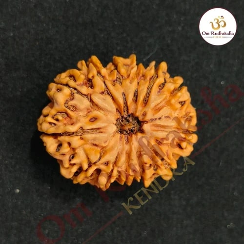 13 Mukhi Round Rudraksha Beads, Weight (Gram) : 4 Gm