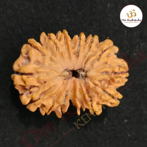 14 Mukhi Nepali Rudraksha Beads, Weight (Gram) : 3 Gm