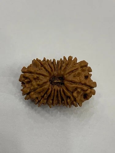 17 Mukhi Nepali Rudraksha Beads, Weight (Gram) : 5 Gm