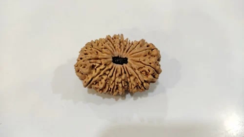 19 Mukhi Nepali Rudraksha Beads, Weight (Gram) : 5.18 Gm