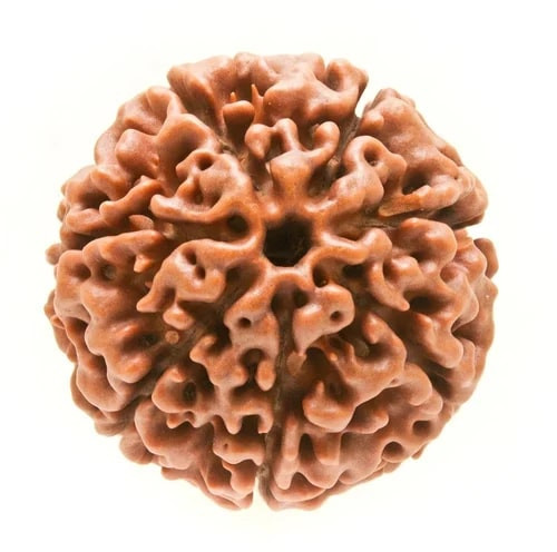 7 Mukhi Round Rudraksha Beads, Weight (Gram) : 3 Gm