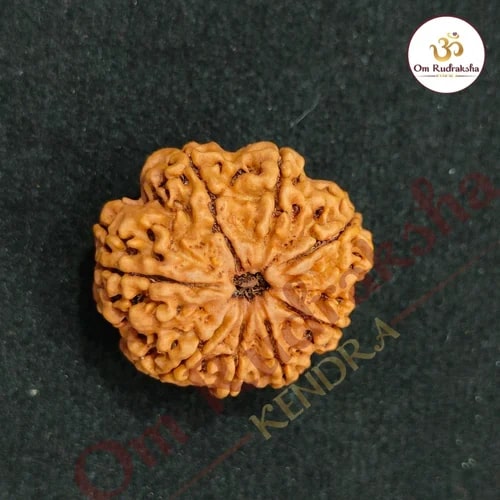 8 Mukhi Round Rudraksha Beads, Weight (Gram) : 3 Gm
