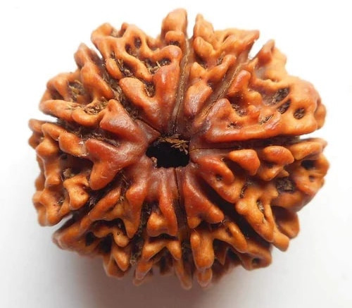 9 Mukhi Round Rudraksha Beads, Weight (Gram) : 4 Gm