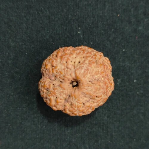 Polished Faceless Nepali Rudraksha Beads, Weight (Gram) : 6 Gm