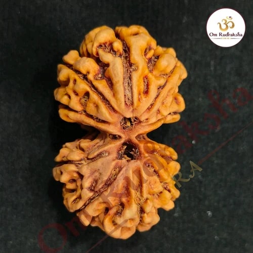 Gauri Shankar Rudraksha Beads, Color : Brown