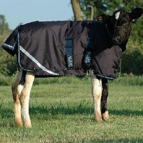 Plain Cotton Cow Winter Blanket, Color : Black