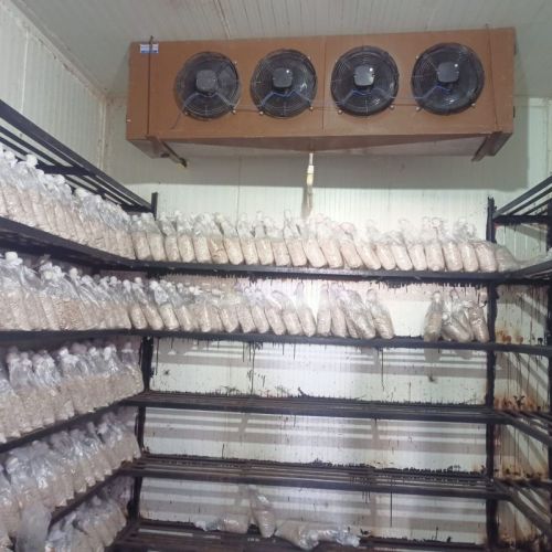 100-20kg Automatic Electric Cold Room, Certification : ISO 9001:2008, CE Certified