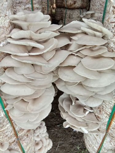 Natural Dry Oysters Mushroom