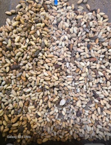 Common Neem Seeds For Medicine