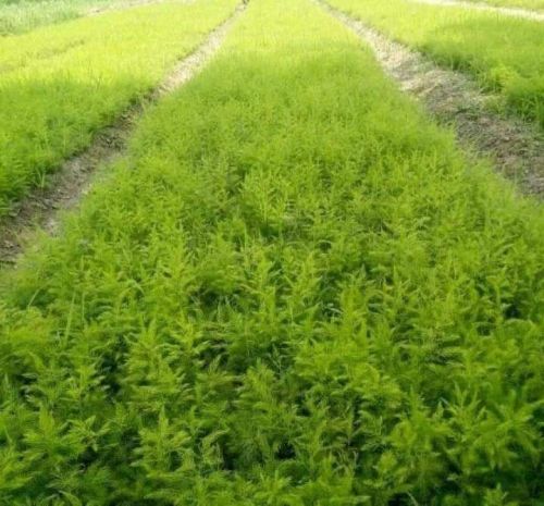 Organic Yellow Nepali Shatavari Plants For Agriculture