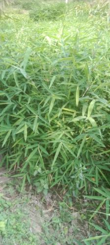 Bambusa Bambos, Variety : Tulda