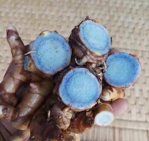 Blue Turmeric Finger For Human Consumption