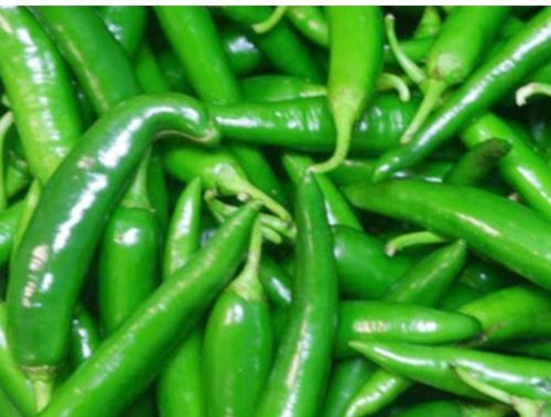 Fresh Green Chilli For Cooking