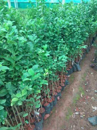 Full Sun Exposure Mosambi Fruit Plant For Plantation