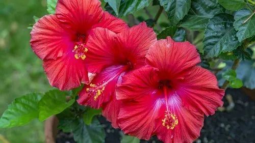 Natural Hibiscus Plant, Purpose : Decoration