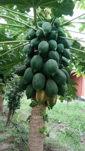 Organic Ice Berry Papaya Plant, Packaging Type : Polly Bag