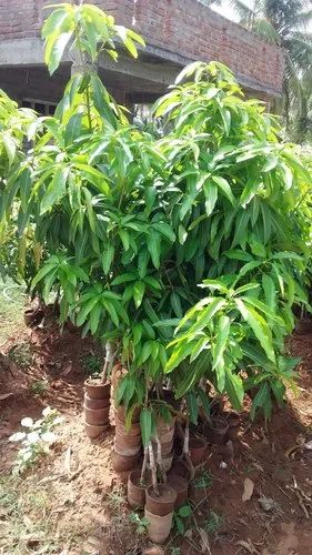 Natural Mango Plant, Packaging Type : Plastic Bag