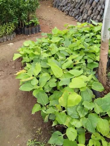 Natural Fig Plant, Color : Green