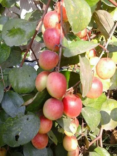 Sundari Apple Ber Plant, Packaging Type : Plastic Bag