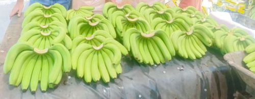 Natural G9 Cavendish & Yelakki Banana