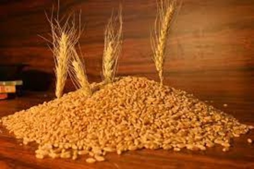 Desi Wheat, Color : Yellow