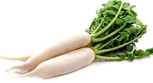 Radish, Packaging Size : 5-10kg