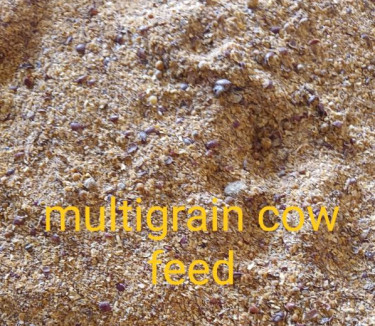 Multi Grain Cattle Feed, Packaging Size : 50 Kg