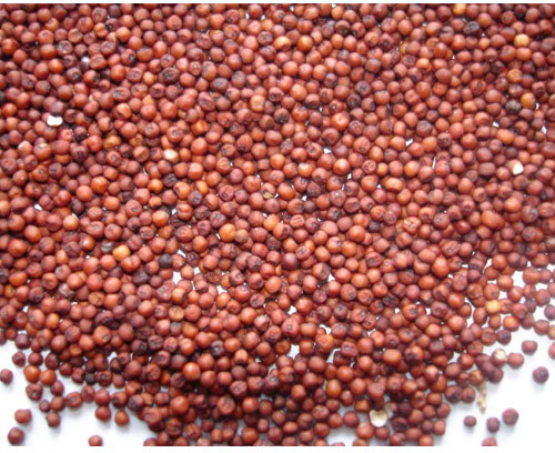 Red Millet For Cooking, Cattle Feed