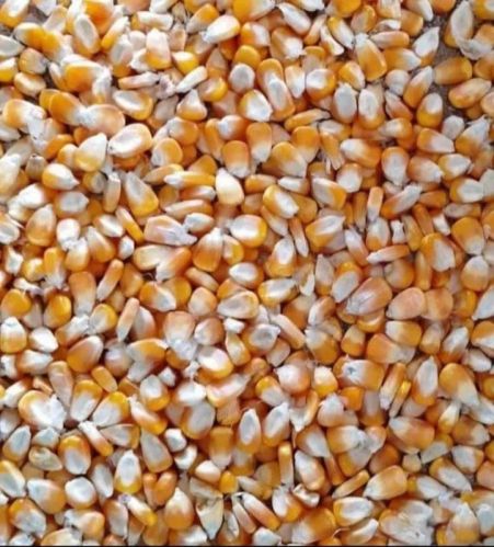 Uttara Koushal Common Yellow Corn For Animal Feed, Flour, Cattle Feed, Food Grade Powder, Rawa