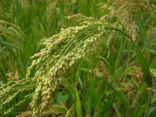 Grain Gains Common Natural Proso Millet For Cooking