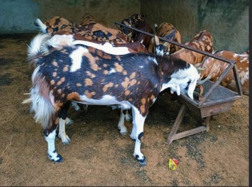 Gurjari Goat, Gender : Female, Male