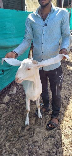 Sojat Goat, Gender : Female, Male