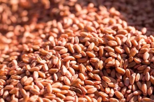Organic Red Wheat Seeds