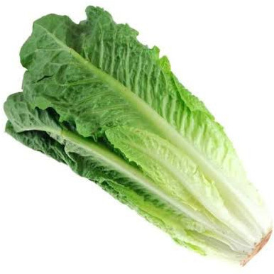 Romaine Lettuce, Packaging Type : Paper Box