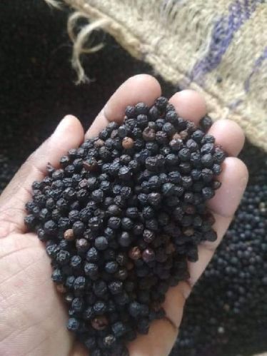 Organic Black Pepper, Packaging Type : Plastic Packet