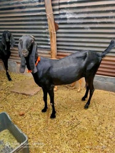 Female Pregnant Beetal Goat, Color : Black