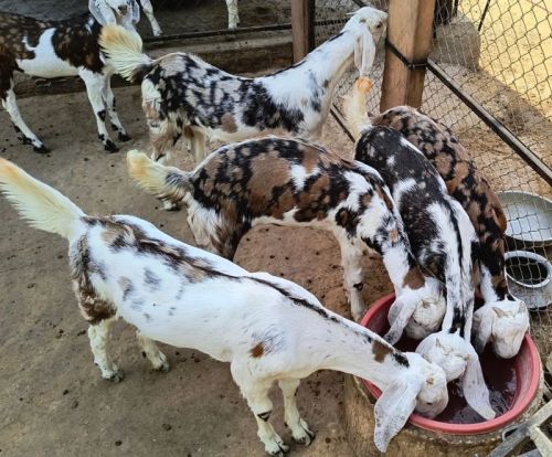 Gujari Goat Kids For Hotel, Restaurant