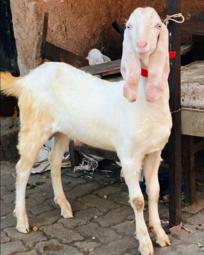 Sojat Goat, Age : Adult