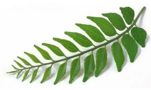 Natural Curry Leaves For Spices, Cooking