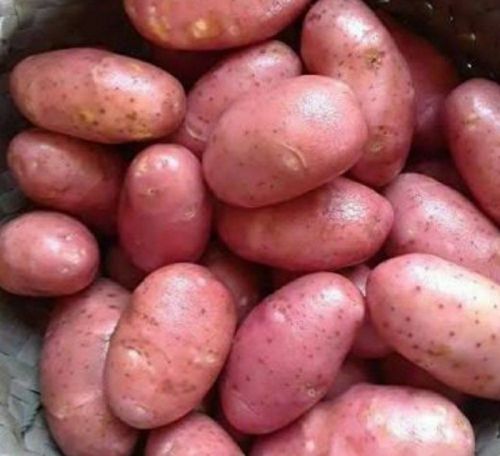 Natural Red Katnar Potato, Packaging Size : 40 Kg